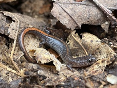 Plethodon angusticlavius