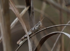 Stenocatantops angustifrons