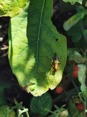 Ctenochares bicolorus