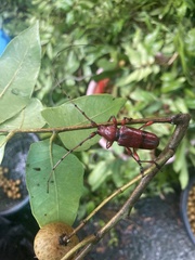 Dicelosternus corallinus