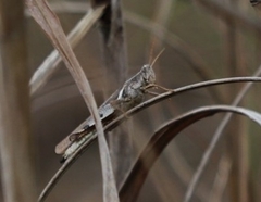 Stenocatantops angustifrons