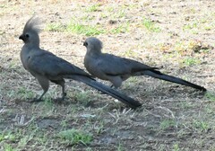 Corythaixoides concolor