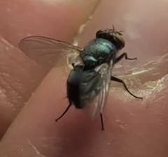 Muscidae