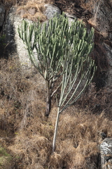 Euphorbia candelabrum