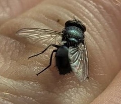 Muscidae
