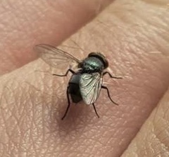 Muscidae