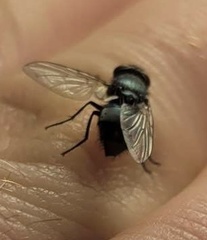 Muscidae