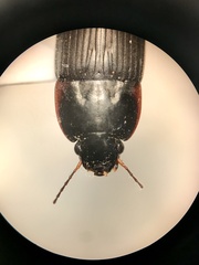 Anisodactylus rusticus