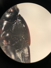 Anisodactylus rusticus