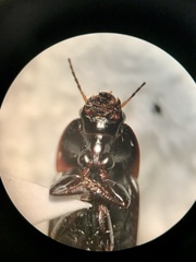 Anisodactylus rusticus