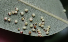 Neuroterus saltatorius texanus