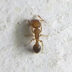 Myrmicinae
