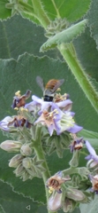 Xylocopa tabaniformis azteca