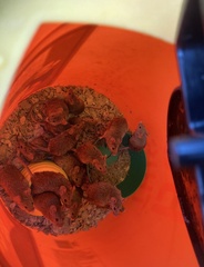 Peromyscus sonoriensis