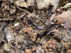 Plethodon angusticlavius
