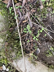 Brachythecium rivulare