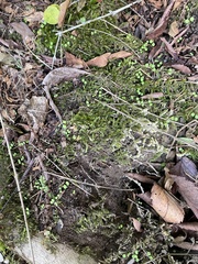 Brachythecium rivulare