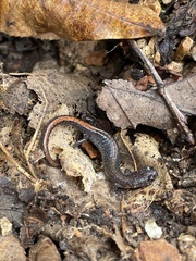 Plethodon angusticlavius