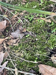 Brachythecium rivulare