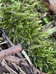 Brachythecium rivulare