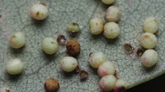 Neuroterus saltatorius texanus