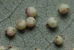 Neuroterus saltatorius texanus