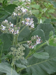 Xylocopa tabaniformis azteca