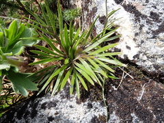 Aciphylla
