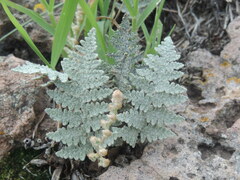 Myriopteris lindheimeri