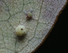 Neuroterus saltatorius texanus