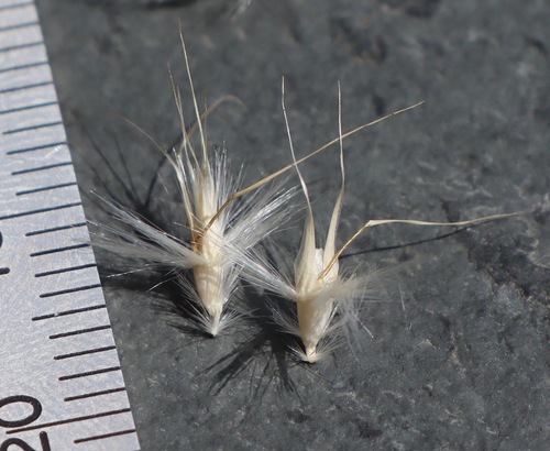 Rytidosperma erianthum