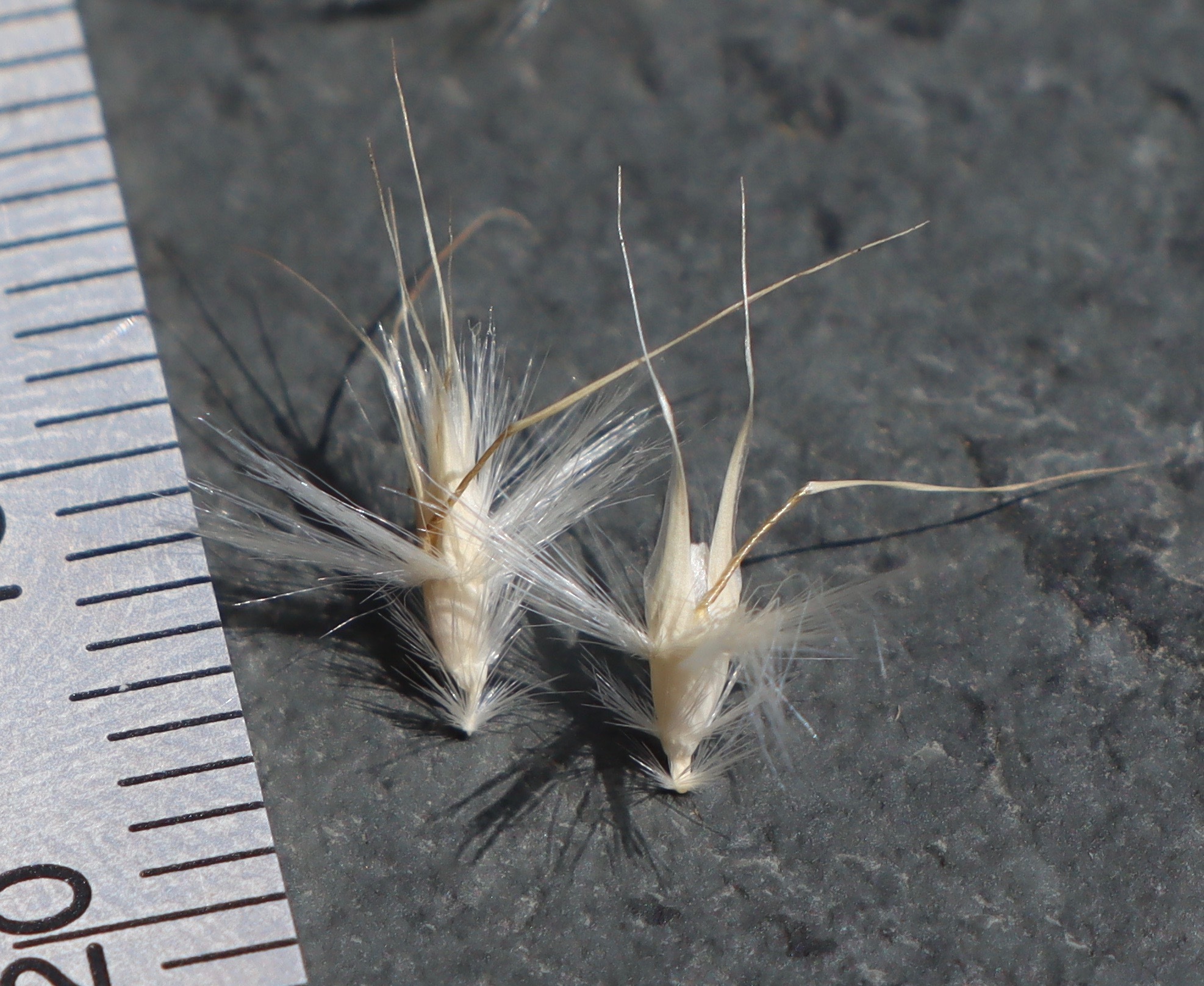 Rytidosperma erianthum