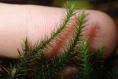 Echinodiopsis hispida