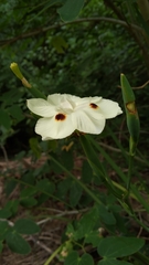 Dietes bicolor