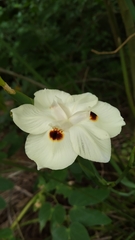 Dietes bicolor