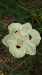 Dietes bicolor