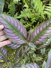 Strobilanthes auriculata