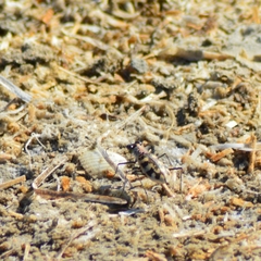 Cephalota circumdata leonschaeferi