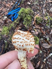 Lepiota magnispora