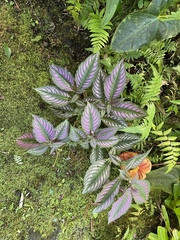 Strobilanthes auriculata