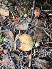 Lepiota magnispora