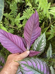 Strobilanthes auriculata