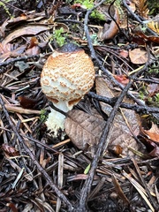 Lepiota magnispora
