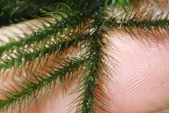 Echinodiopsis hispida