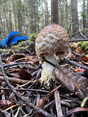 Lepiota magnispora