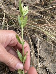 Centaurium tenuiflorum