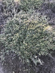 Atriplex semibaccata