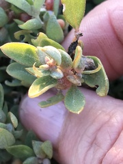 Atriplex semibaccata