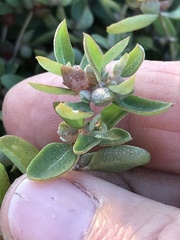 Atriplex semibaccata