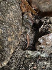 Desmognathus conanti